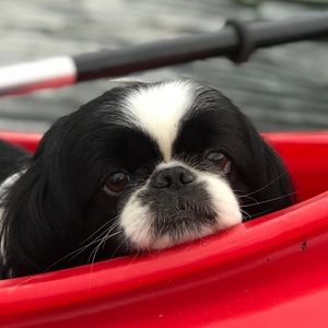 Meet your Posher, Brian